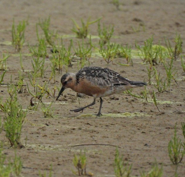 Knot - Ferrybridge (2).JPG
