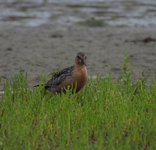 Knot - Ferrybridge (2).JPG