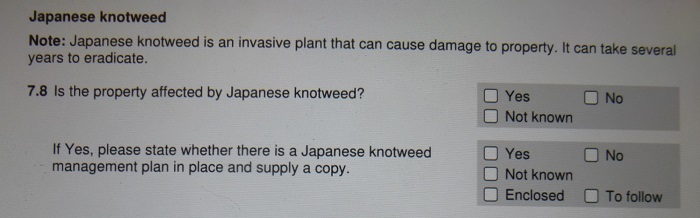 knotweed.jpg