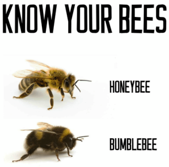 know-your-bees-honeybee-bumblebee-.png