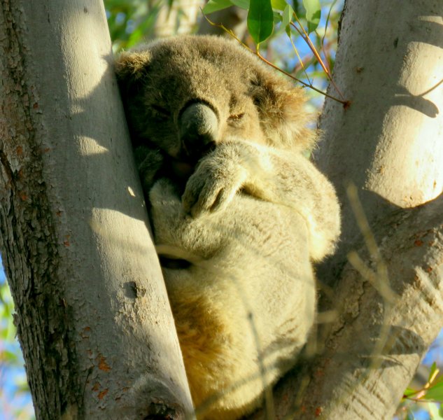 Koala 1.JPG