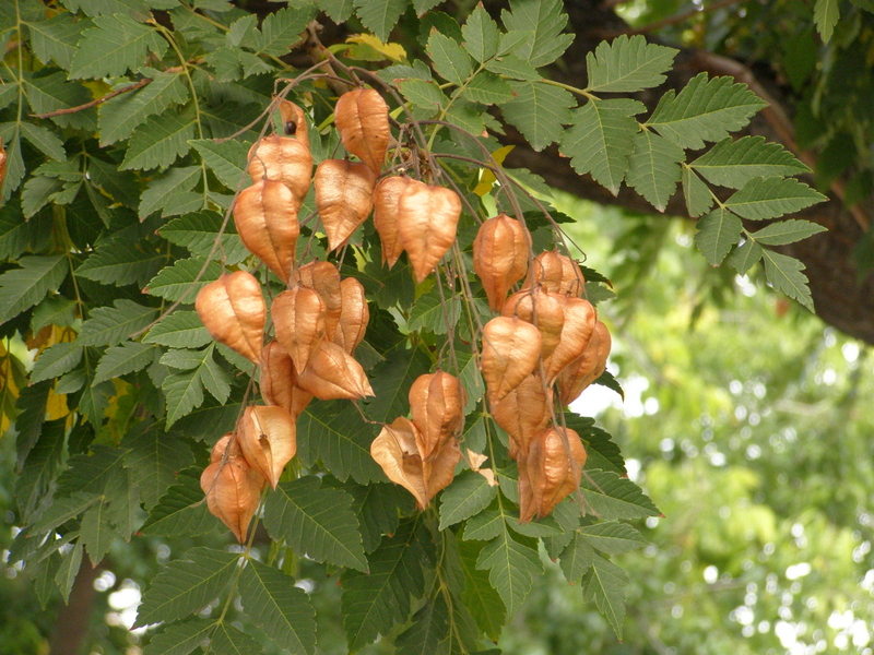 KOELREUTERIA  PANICULATA 04-10-2007 12-42-18.JPG