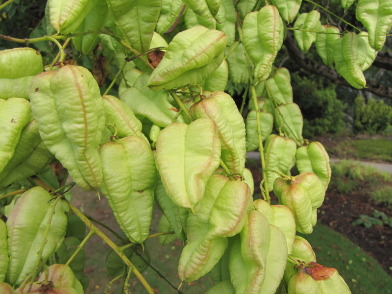 KOELREUTERIA  PANICULATA 16-08-2009 10-16-56.JPG