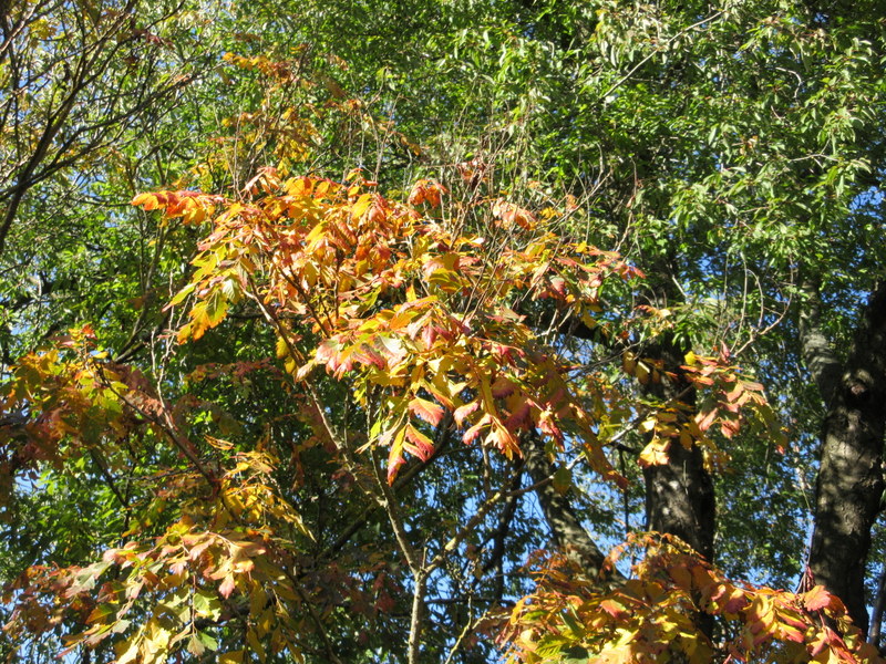 KOELREUTERIA  PANICULATA  19-Sep-17 2-52-38 PM.JPG
