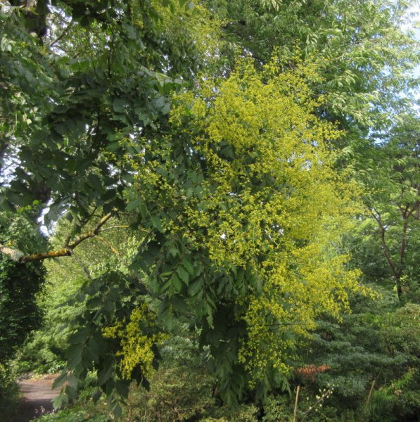 KOELREUTERIA  PANICULATA 24-07-2018 17-08-12.JPG