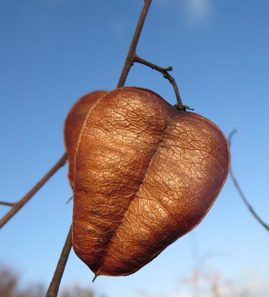 KOELREUTERIA  PANICULATA 27-Dec-16 2-00-21 PM.JPG