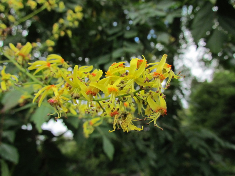 KOELREUTERIA  PANICULATA 29-08-2013 17-05-09.JPG