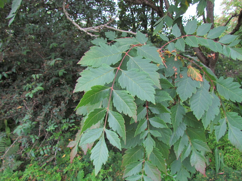 KOELREUTERIA  PANICULATA 29-08-2013 17-05-18.JPG
