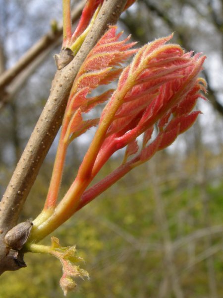 KOELREUTERIA  PANICULATA  FASTIGIATA 07-04-2008 13-27-59.JPG