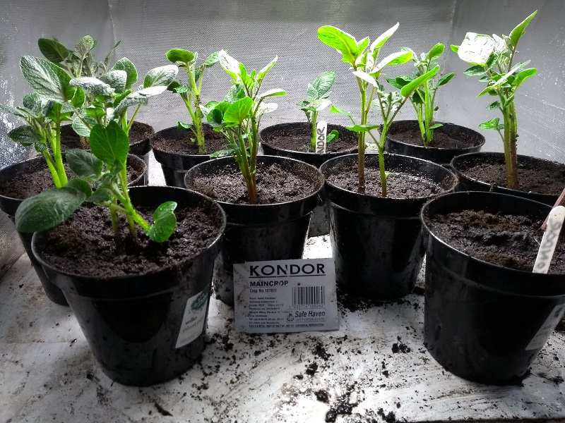 kondor mini tuber.jpg