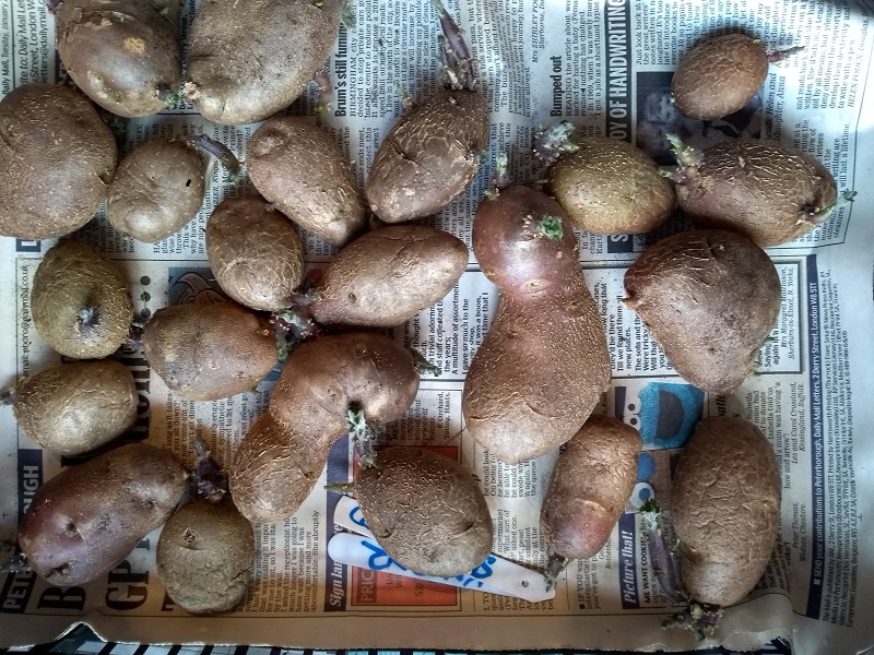 kondor sterilized.jpg