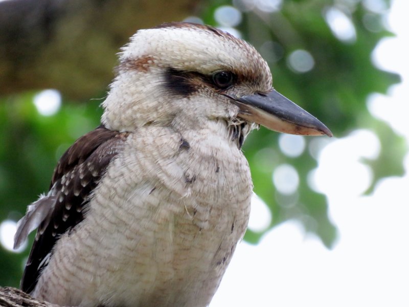 Kookaburra.JPG