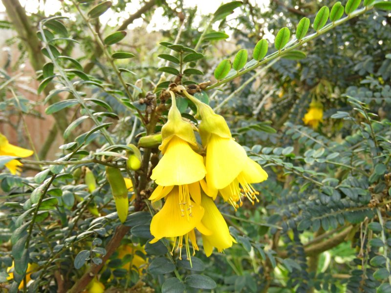 kowhai.jpg