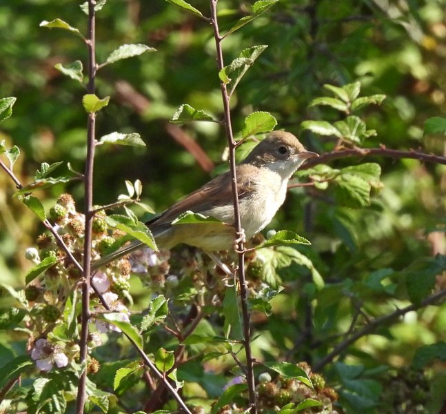 L Whitethroat 2.JPG