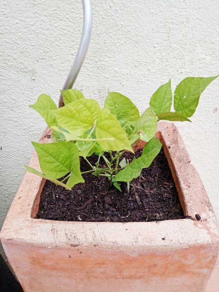 Lab;ab purpurea 21 Jun 22.jpg