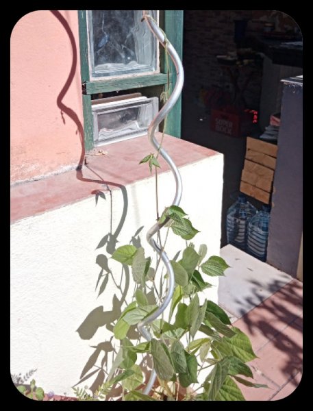 Lablab 5 Aug 22(1).jpg