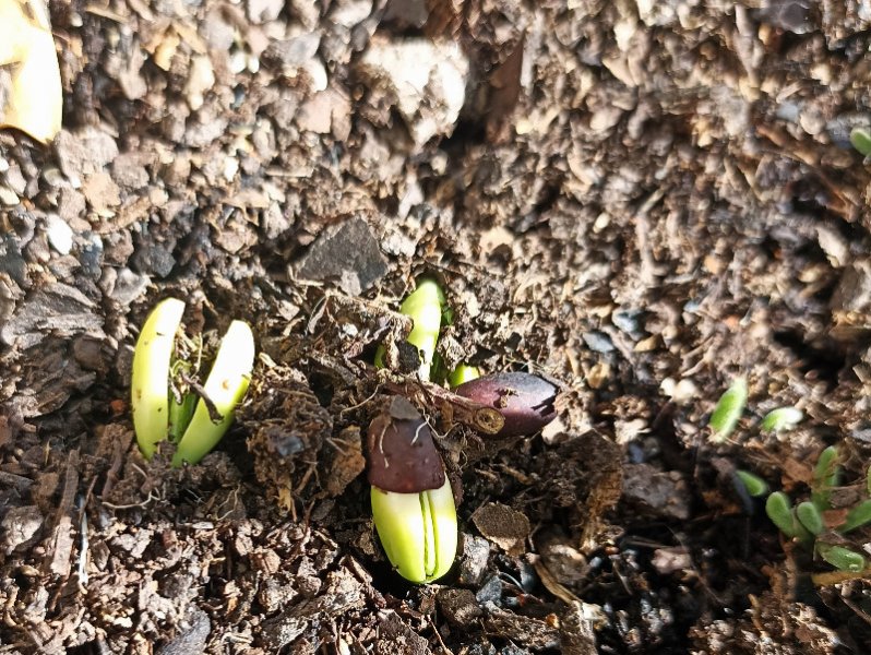 Lablab Baffio 31 May 22.jpg