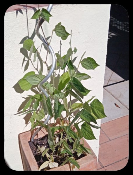 Lablab1 5 Aug 22(1).jpg