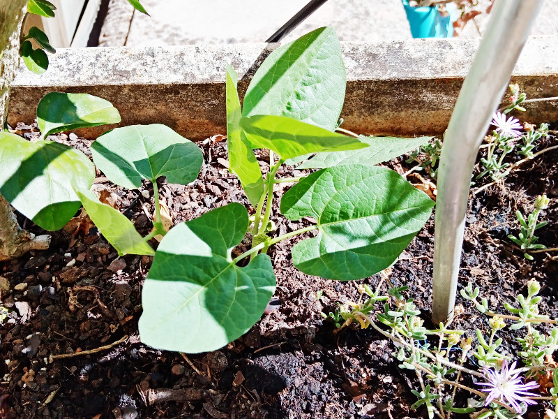 Lablab1 5 Jun 22.jpg