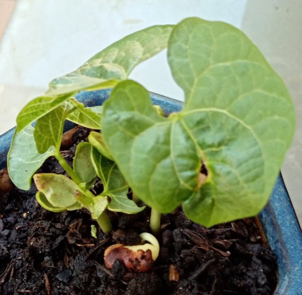 Lablab3 5 Jun 22.jpg