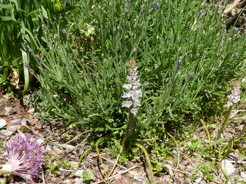 Lachenalia orthopetalata.JPG