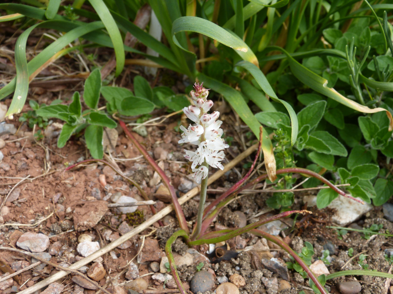 Lachenalia orthopetalata.JPG