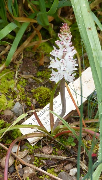 Lachenalia orthopetalata.JPG
