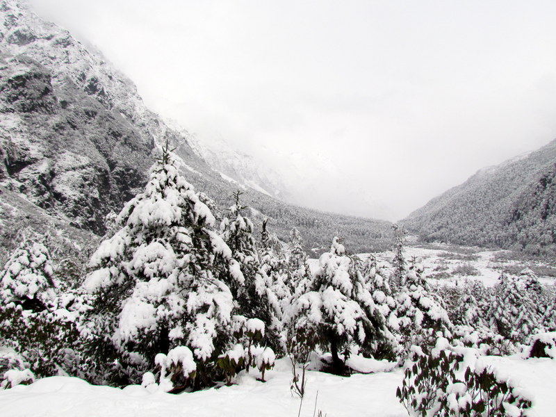 LACHUNG  TO  YUMTHANG  AND  YUMESAMDONG 10-04-2011 08-44-28.JPG