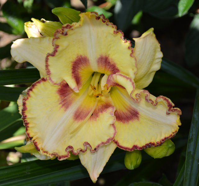 Lady Betty Fretz.JPG