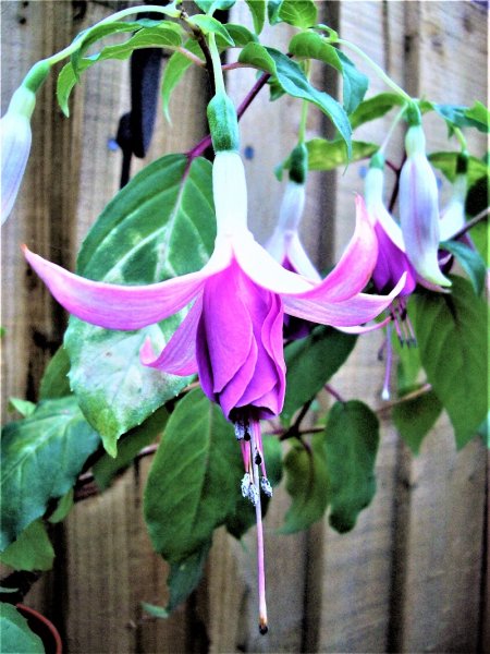 Lady Kathleen Spence (2).JPG