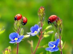 -ladybird-ladybird-ladybird-insect.jpg