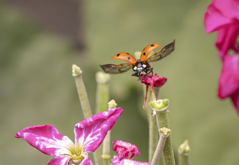 Ladybird Taking Off.jpg