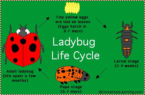 ladybuglifecycle.jpg