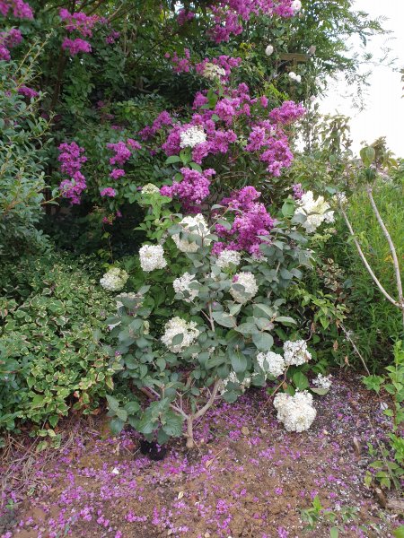 Lagerstroemia and Vanille Fraise.jpg