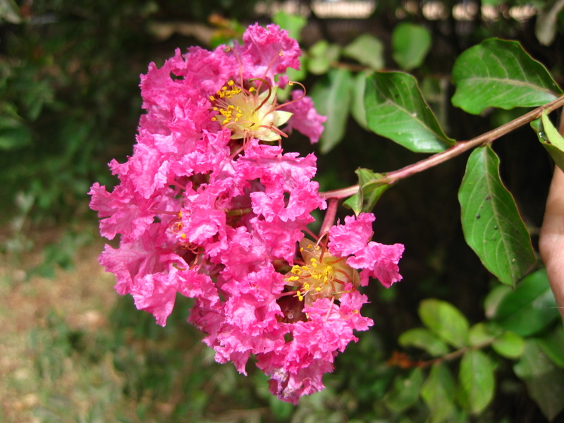LAGERSTROEMIA  INDICA 29-01-2009 16-38-25.JPG