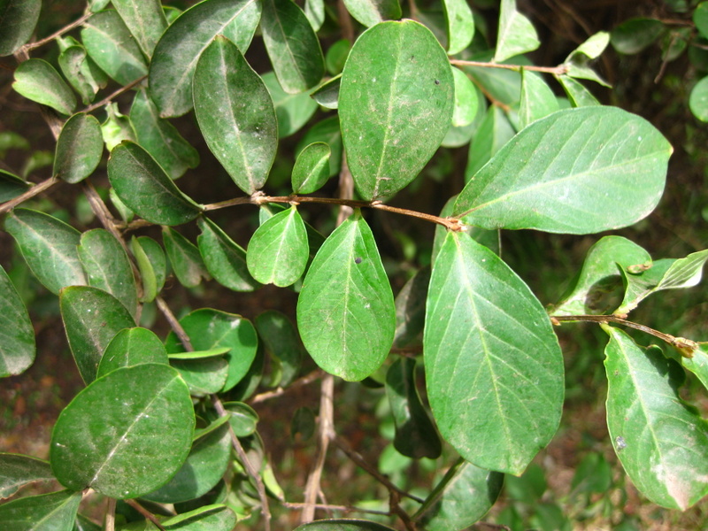 LAGERSTROEMIA  INDICA 29-01-2009 16-39-14.JPG