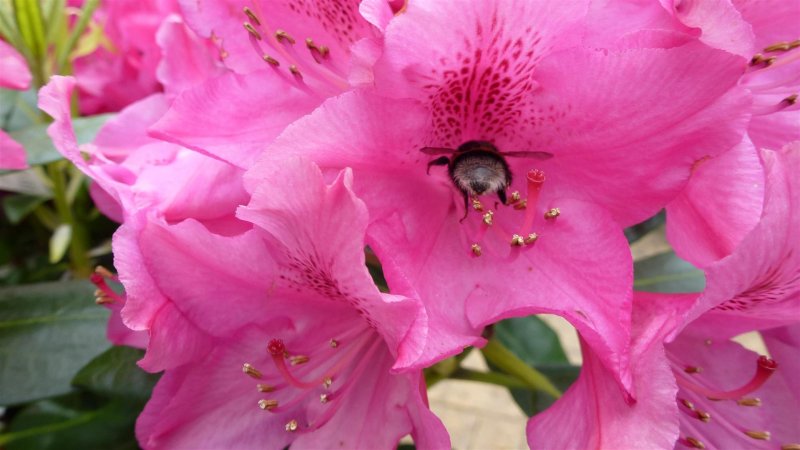 Lake District 008 (Large).JPG