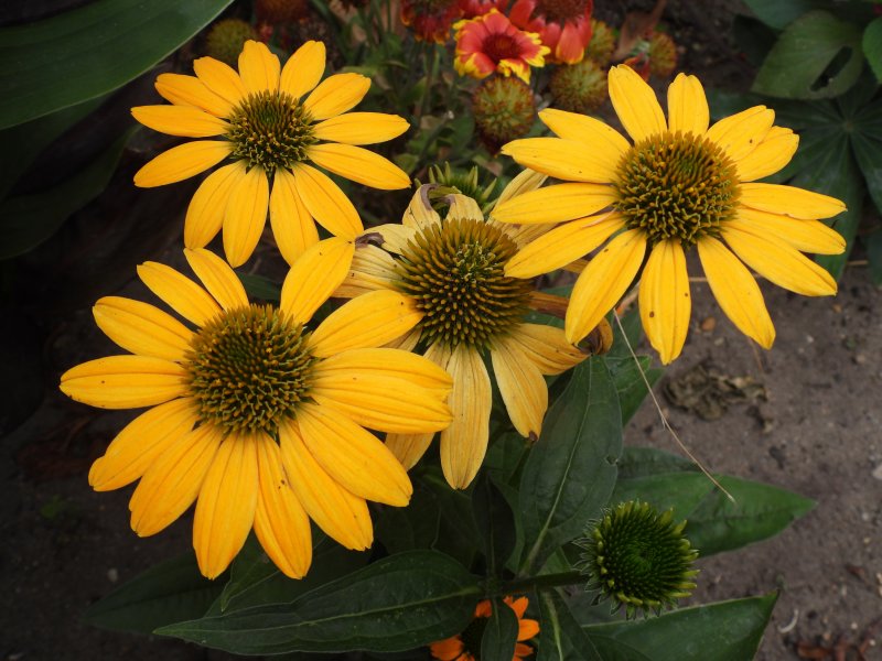 Lakota Yellow july.JPG