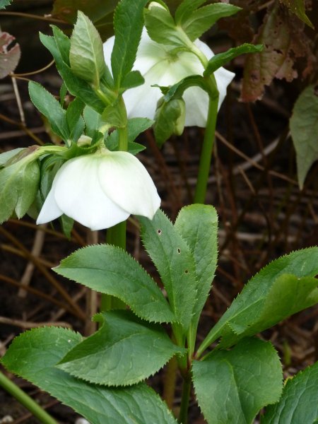 Lamb stew and Hellebores 27 Feb 2013 003.JPG
