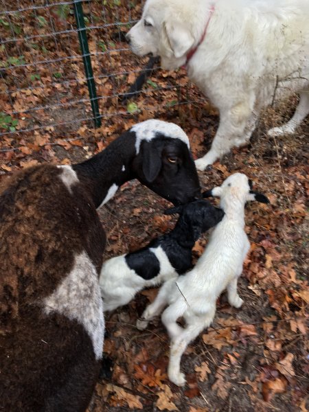 Lambs 11-28-2016.JPG
