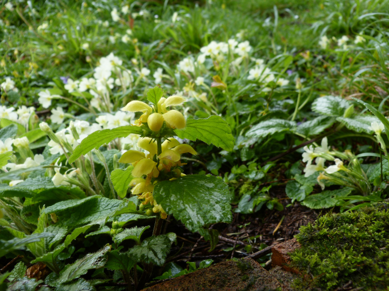 Lamium galeobdolon.JPG