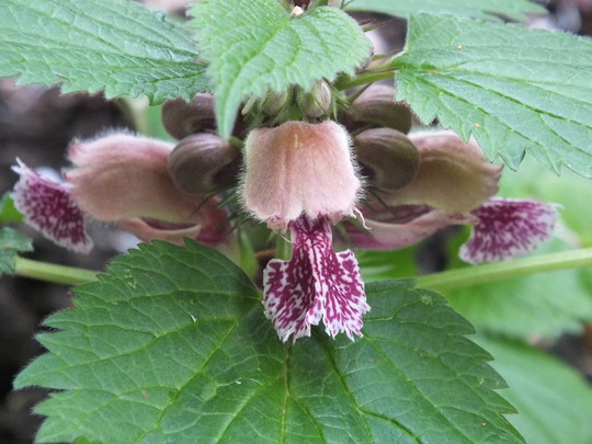 lamium orvala.jpg