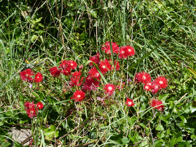 Lampranthu coccineus.JPG