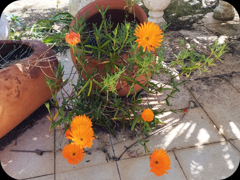 Lampranthus 20 Mar 25.jpg