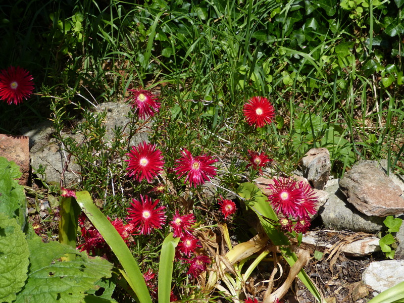LAMPRANTHUS 2017.JPG