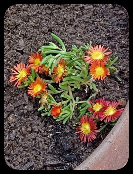 Lampranthus 29 Oct 21.jpg