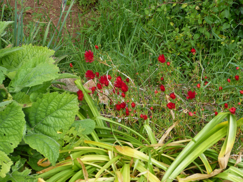 Lampranthus coccinea.JPG