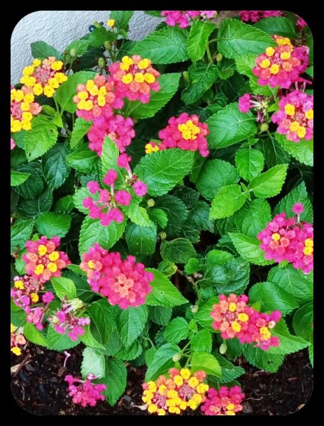 Lantana 10 Jul.jpg