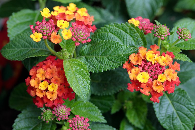 Lantana-2.jpg
