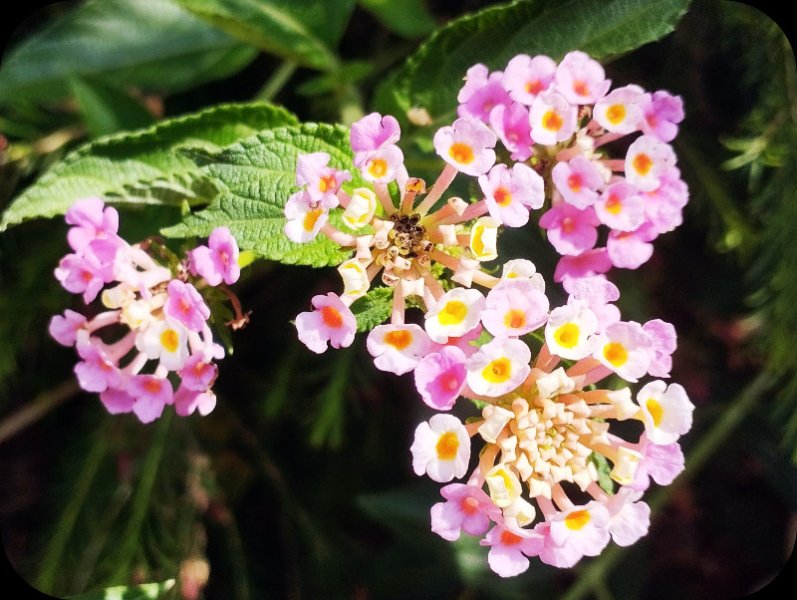 Lantana 2 Jun 35.jpg